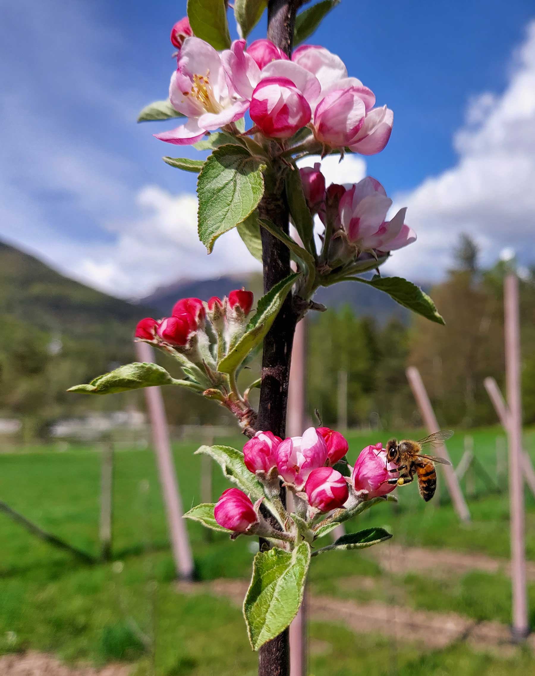 ape che succhia il nettare