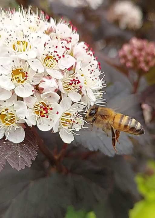ape su fiore